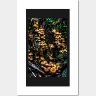 Forest Funghi #1 Posters and Art